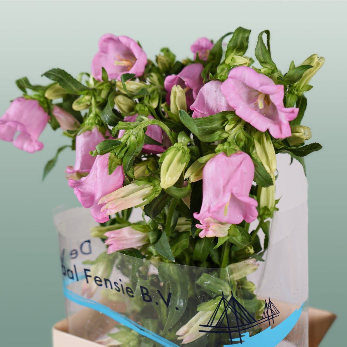 Bellflower Pearl Pink (10 Stems)