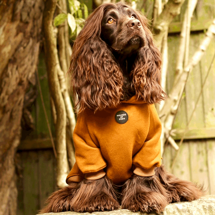 Dog Hoodie - Purple