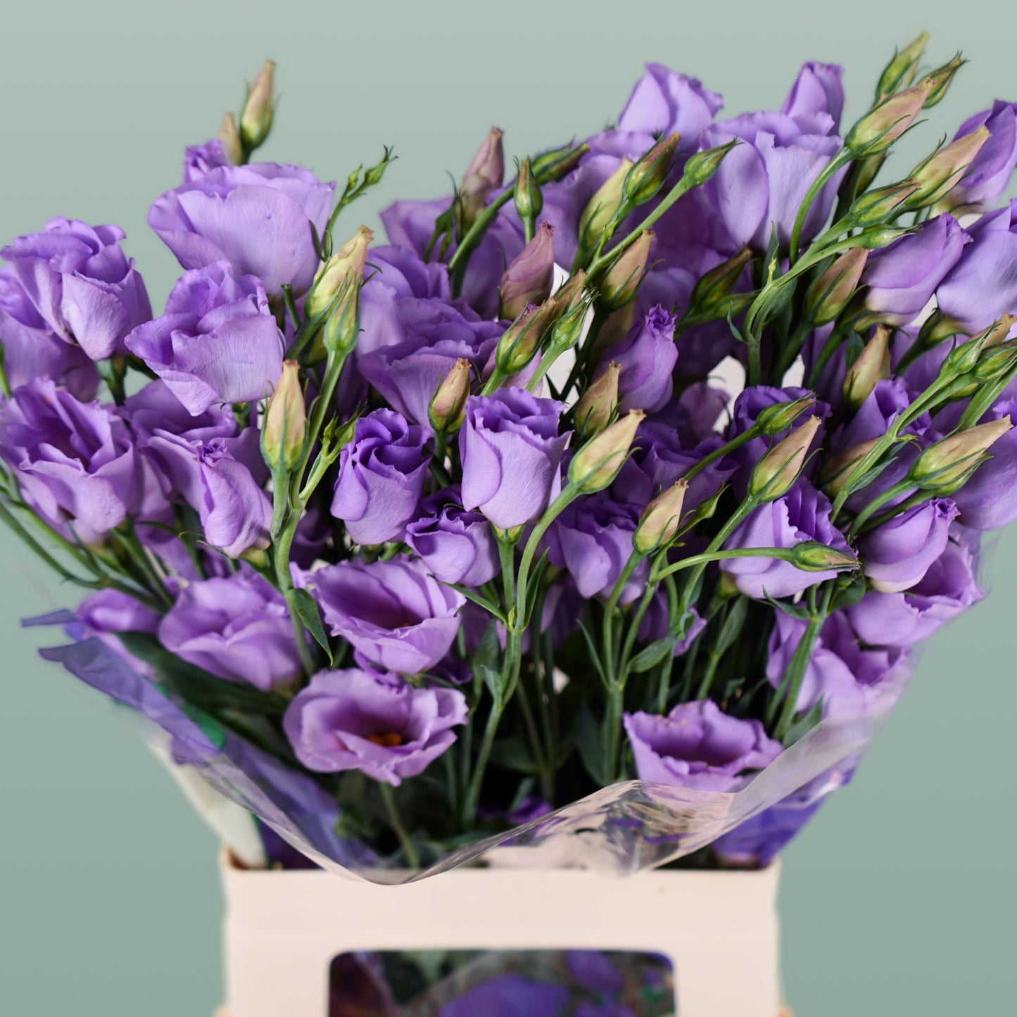 Lavender Eustoma ‘Piccolo’ – 70cm Stems