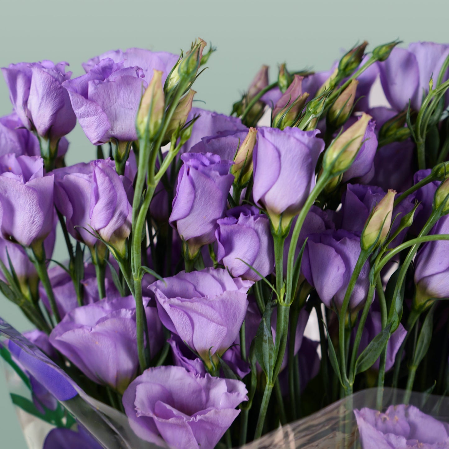Lavender Eustoma ‘Piccolo’ – 70cm Stems
