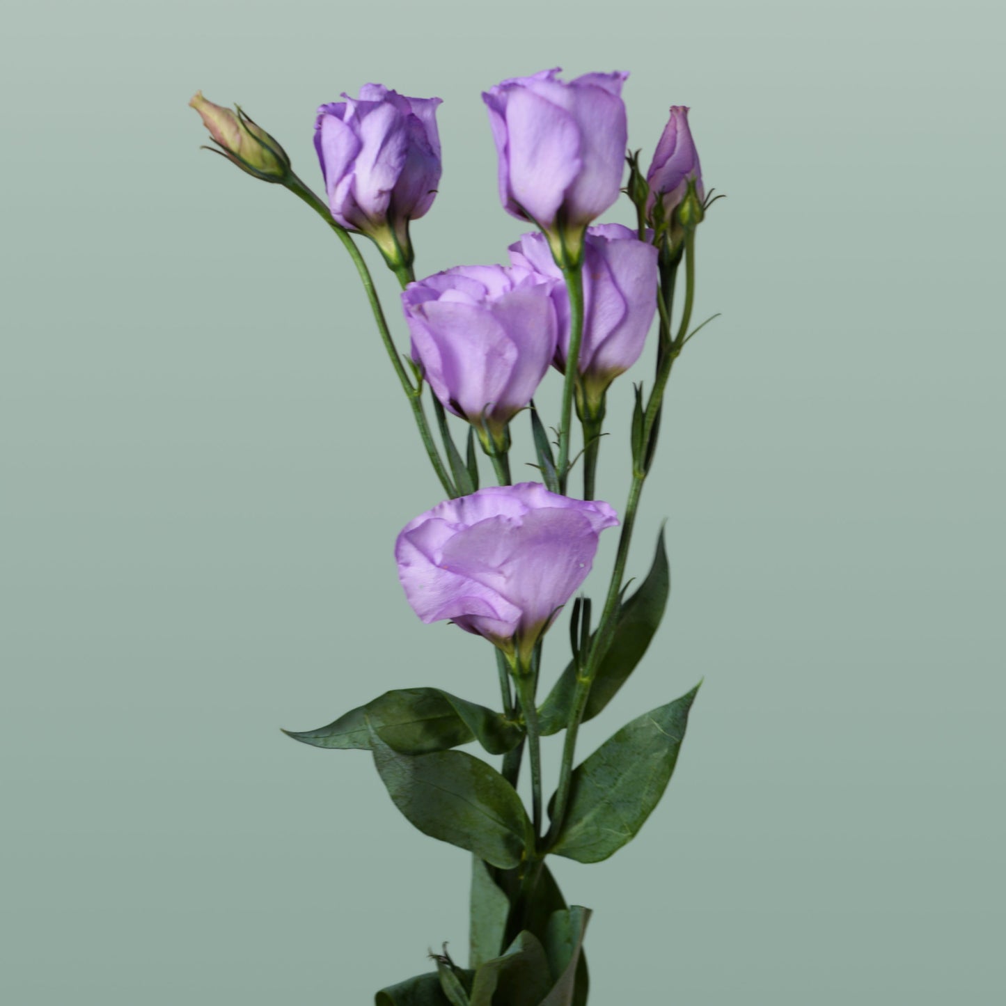 Lavender Eustoma ‘Piccolo’ – 70cm Stems