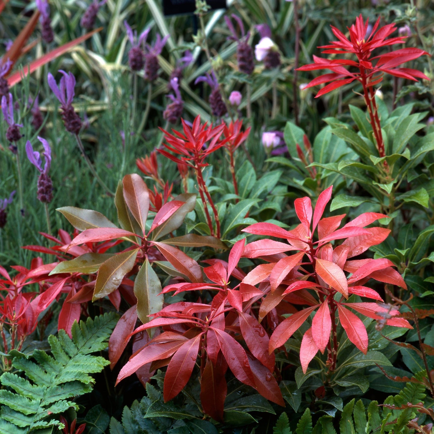Pieris japonica €˜Mountain Fire€™ 9cm/1L/2L