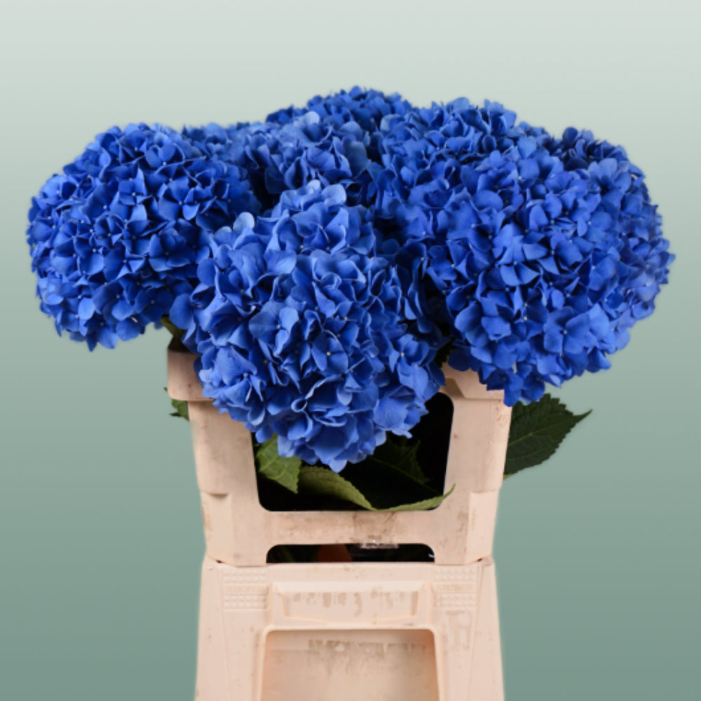 Hydrangea - Hydrangea - Pimpernel