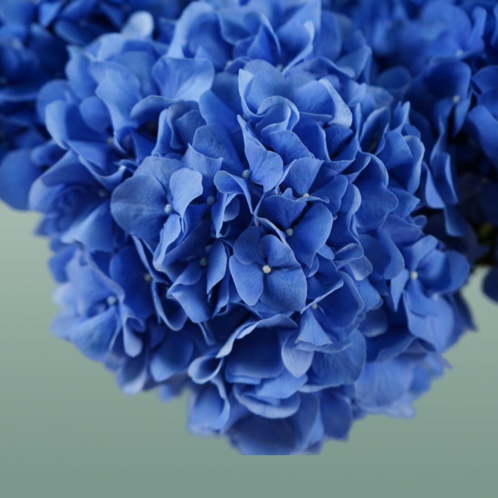 Hydrangea - Hydrangea - Pimpernel
