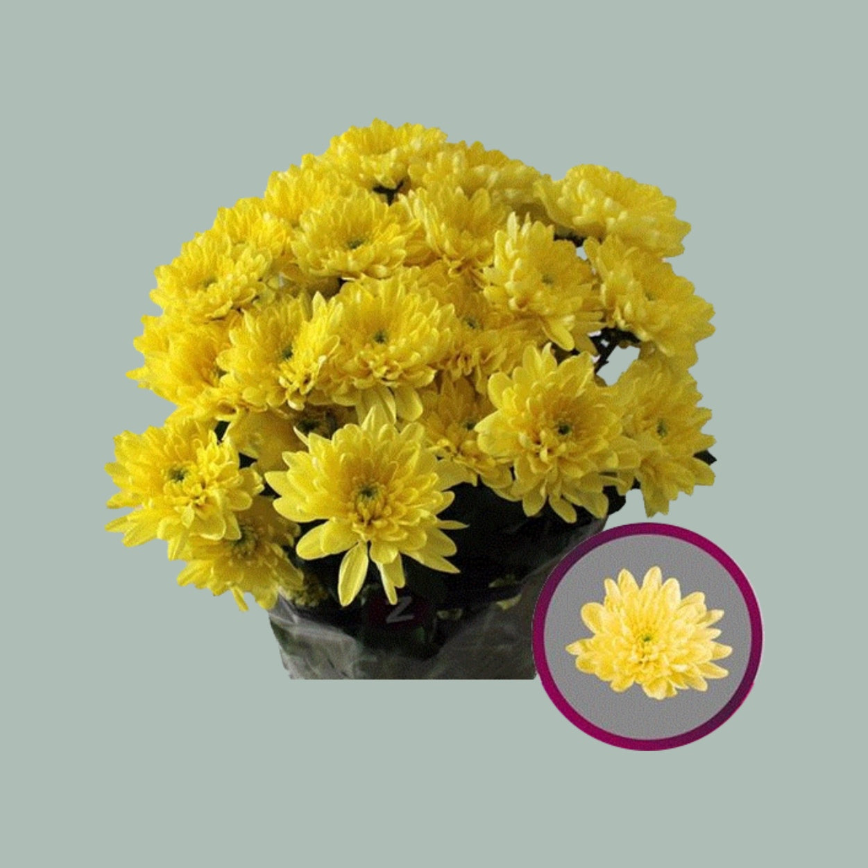 Spray Chrysanthemum - Chrysanthemum - Pina Colada Yellow