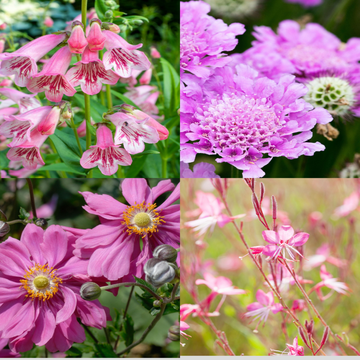 4 x Pink Flowering Perennials €“ 9cm Pots