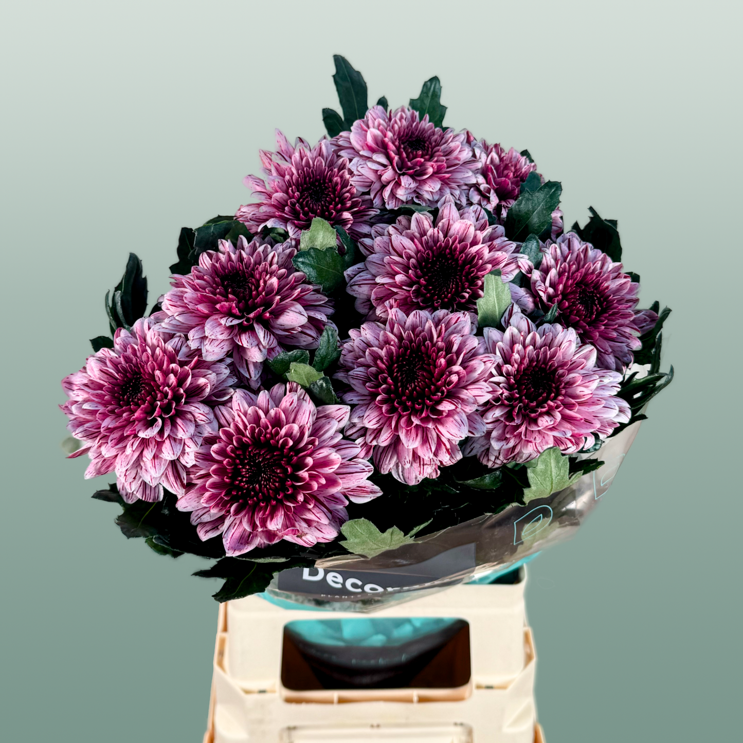 Chrysanthemum G Pip