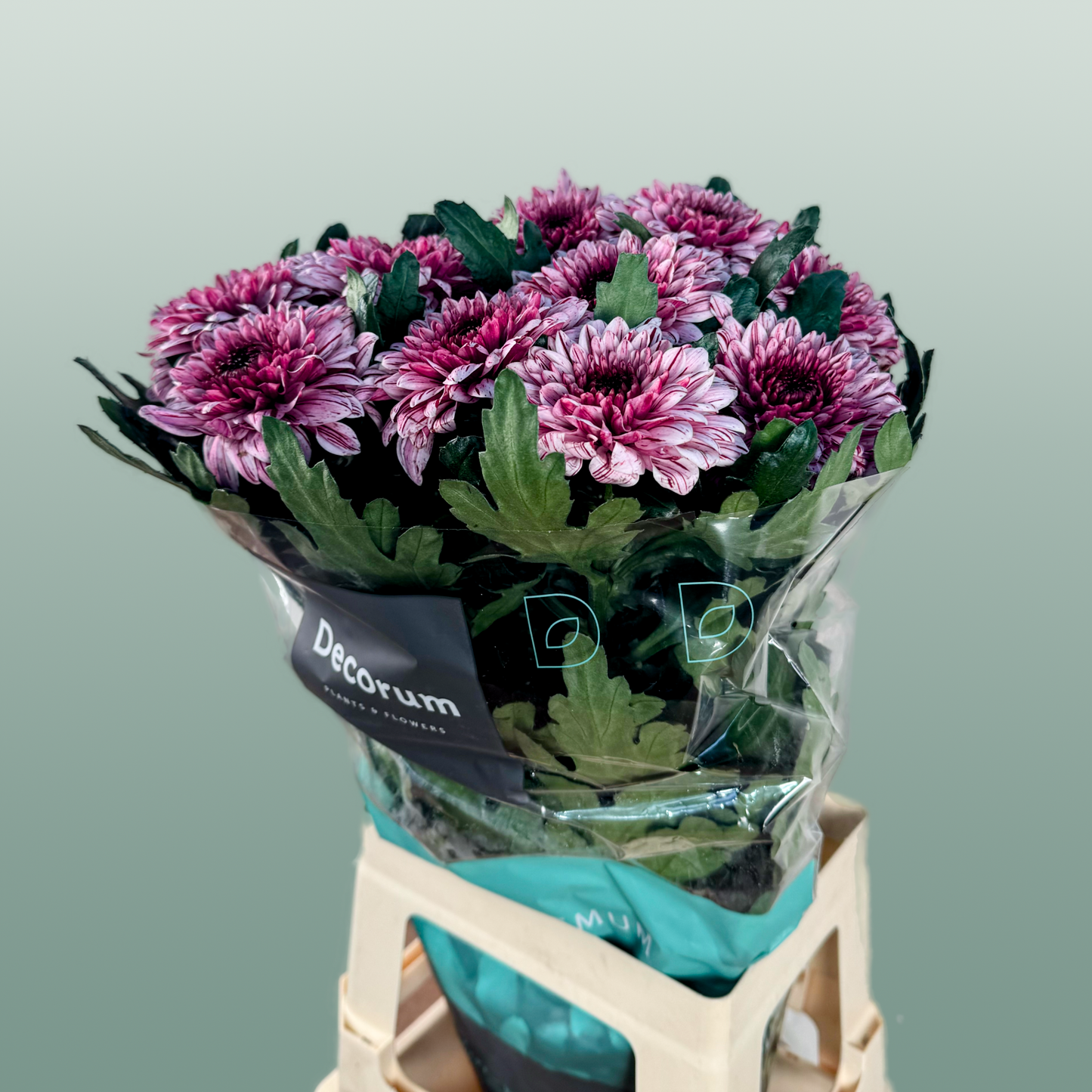 Chrysanthemum G Pip