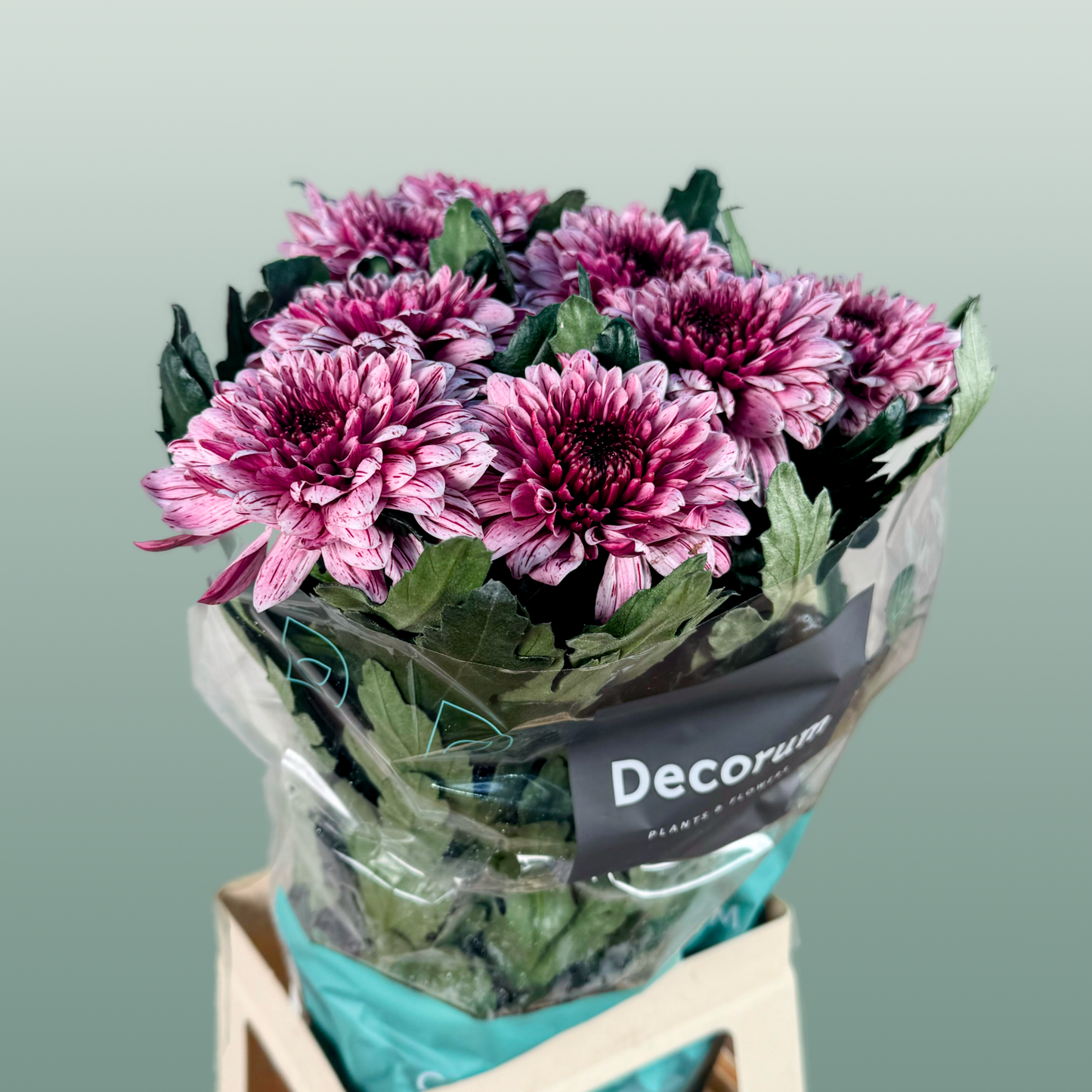 Chrysanthemum G Pip