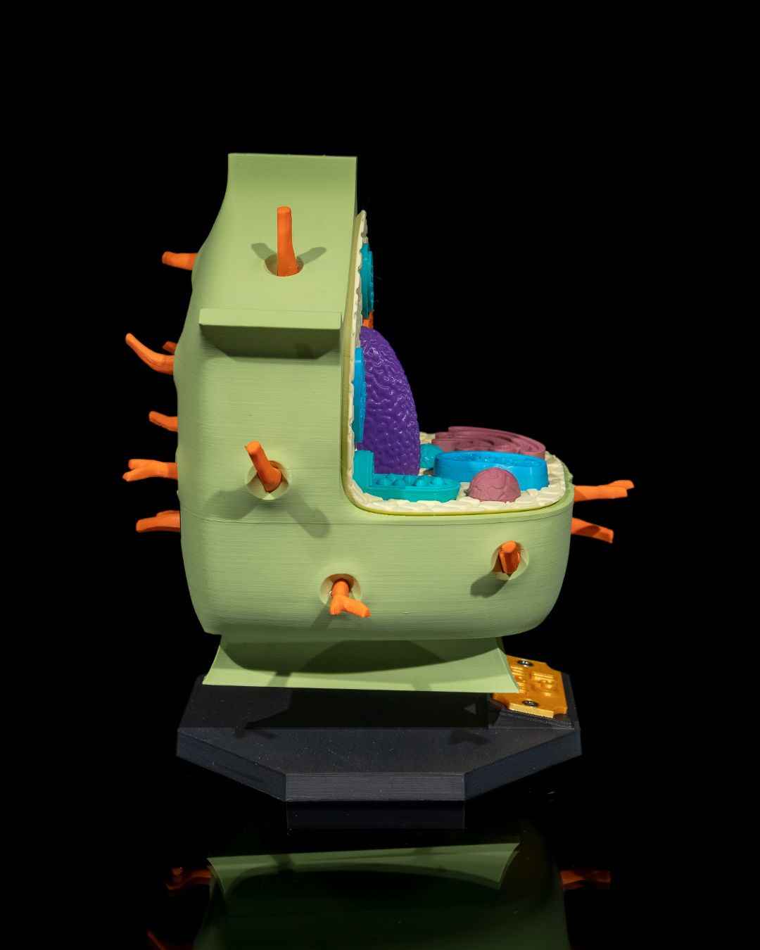 Plant Cell educational model