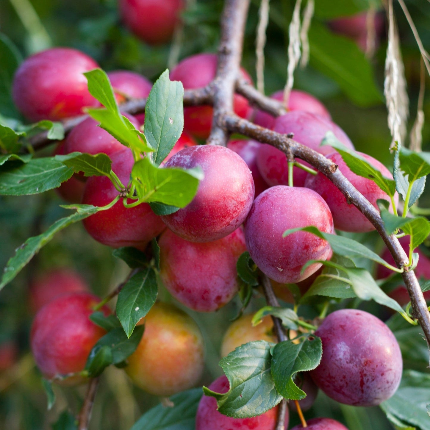 Victoria' Plum Tree 2L / 4L