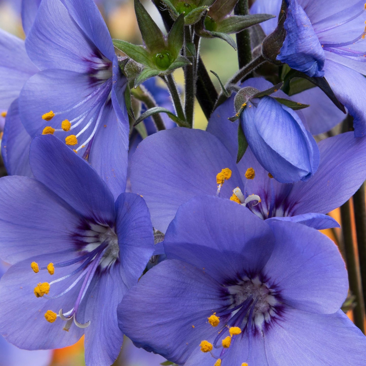 Polemonium 'Blue Whirl' (Jacob's Ladder) 9cm
