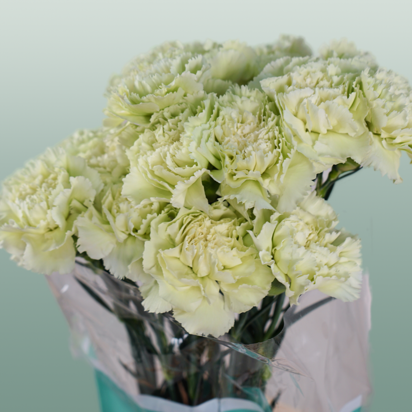 Carnation - Dianthus - Prado Mint