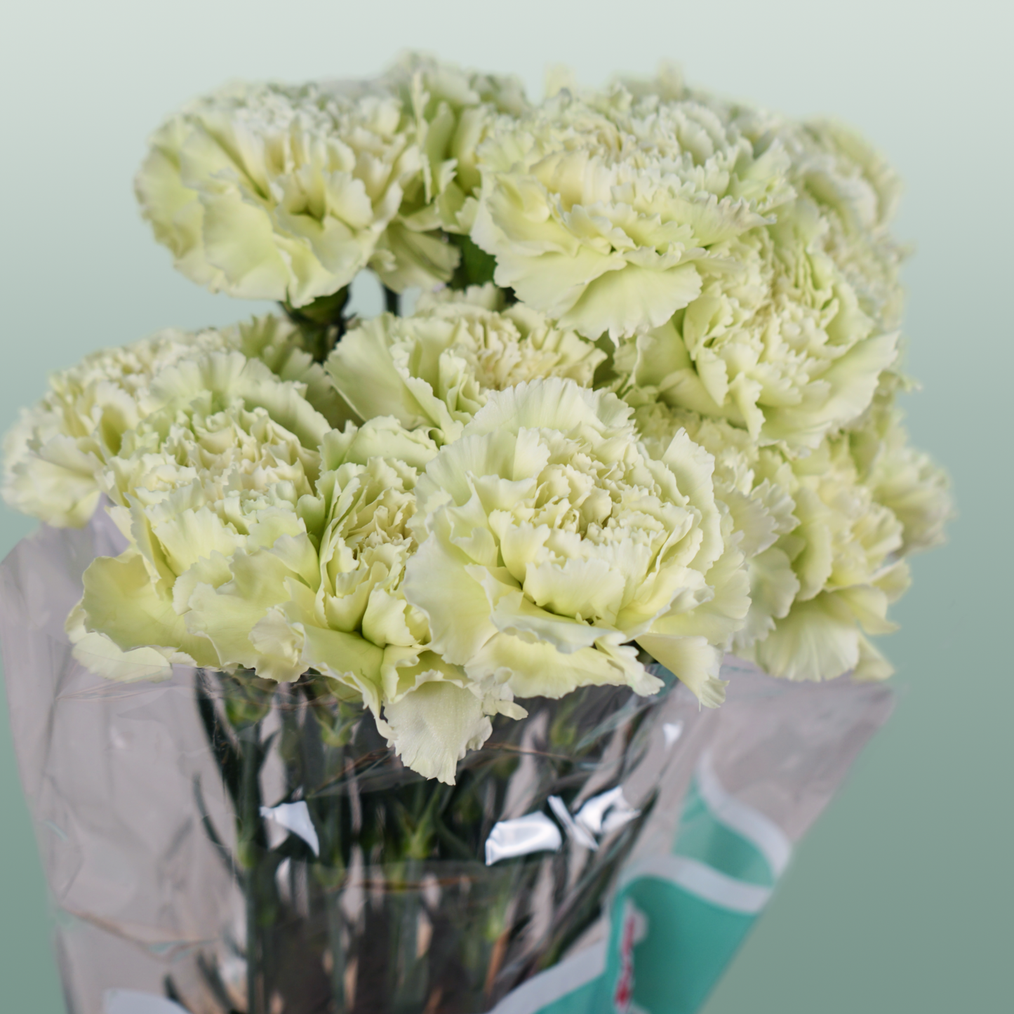 Carnation - Dianthus - Prado Mint