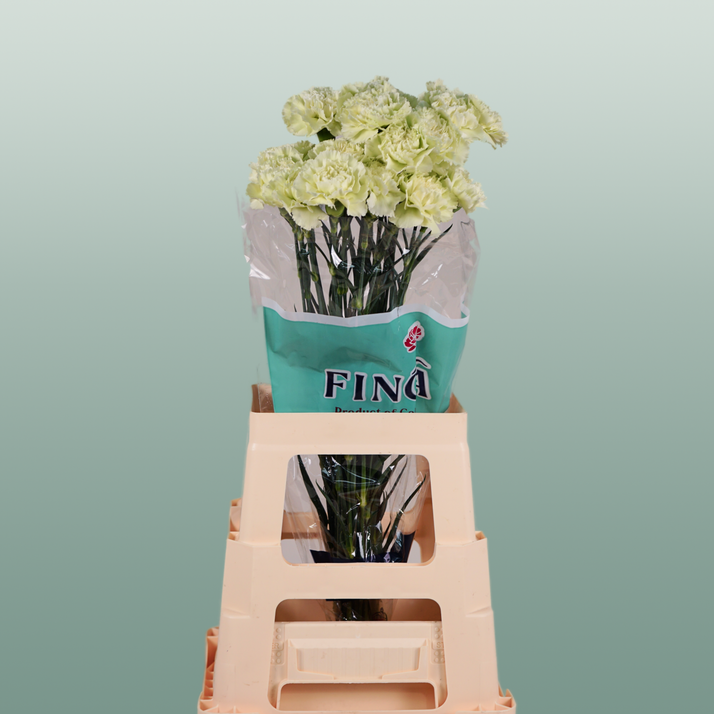 Carnation - Dianthus - Prado Mint