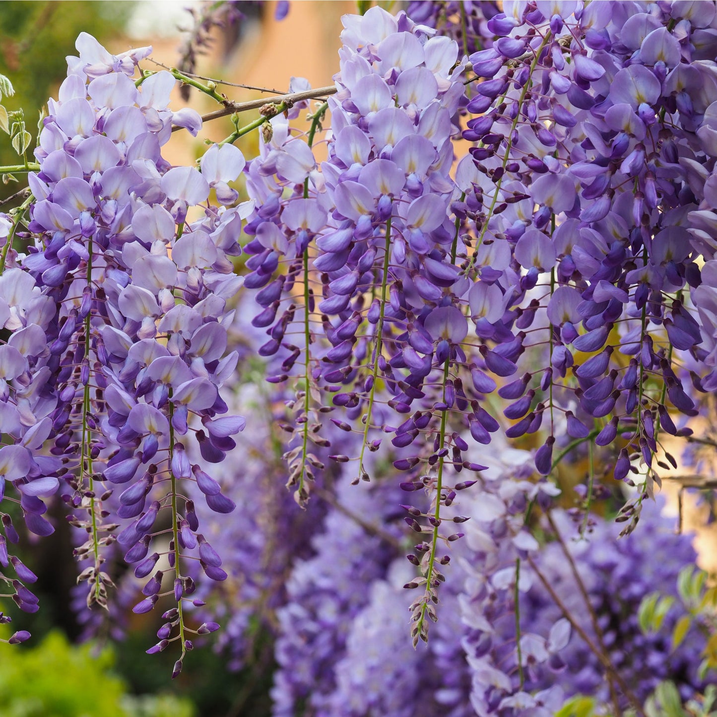 Wisteria sinensis 'Prolific' (Blue) 60cm