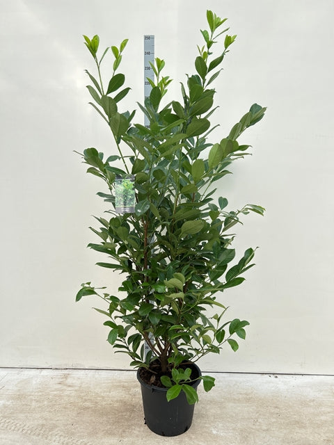 7-8ft Potted Cherry Laurel Hedge Plants 210-240cm.
