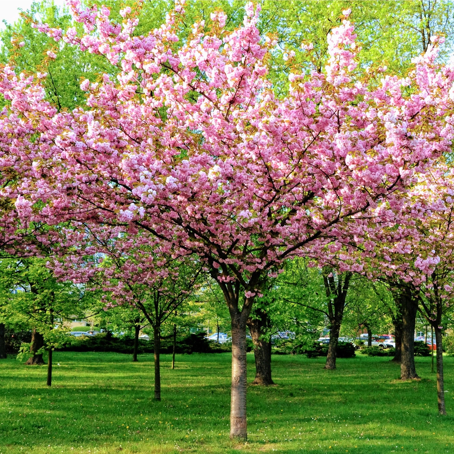 Prunus Triloba | Double Flowering Cherry-Almond Blossom Tree