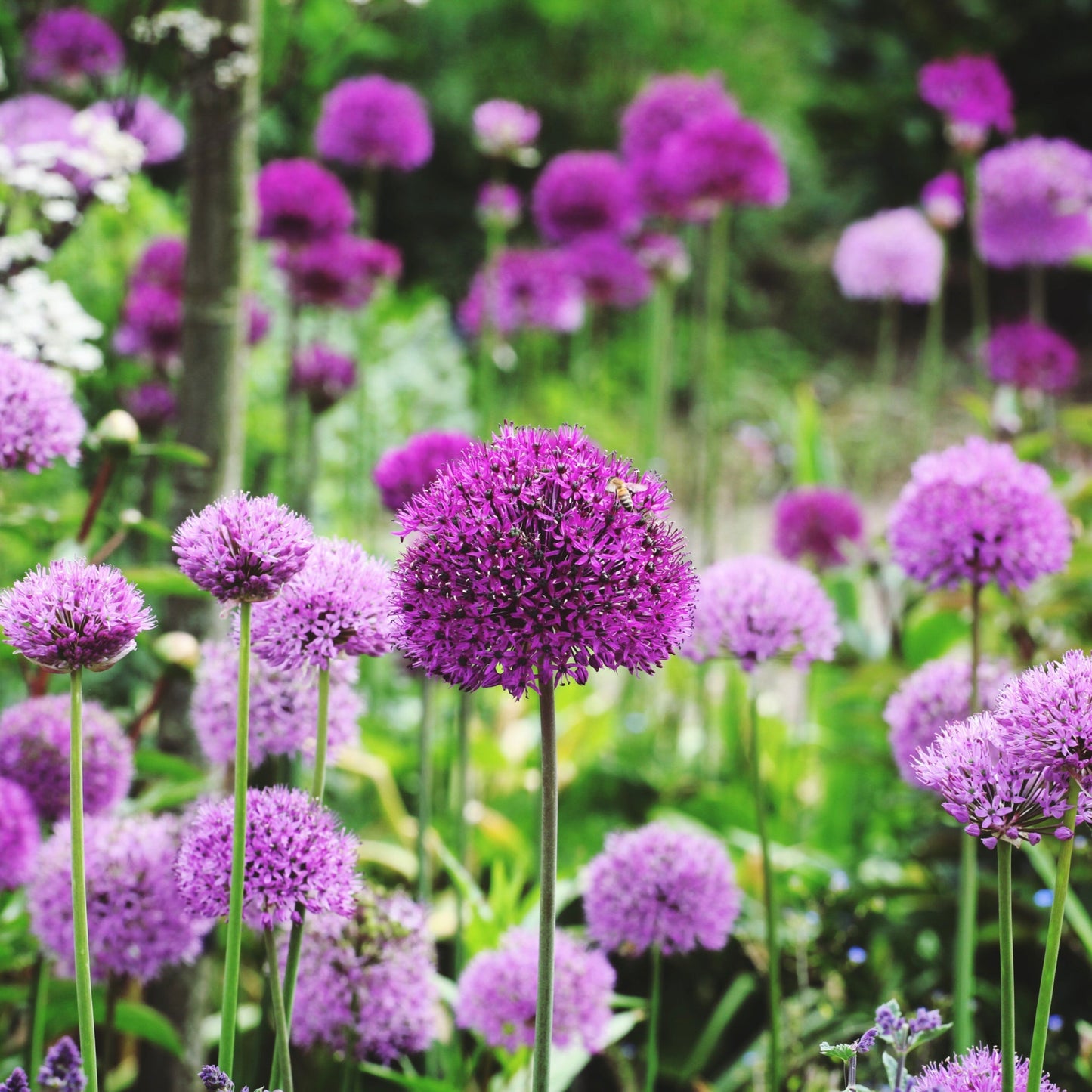 Allium hollandicum 'Purple Sensation'