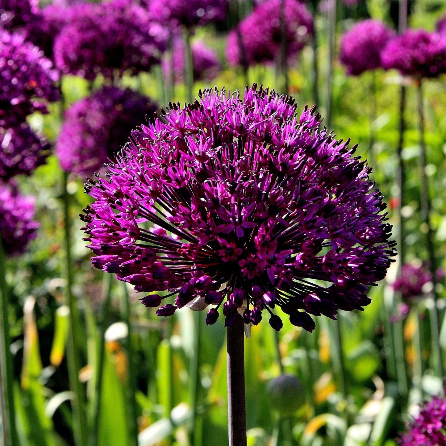 Allium hollandicum 'Purple Sensation'