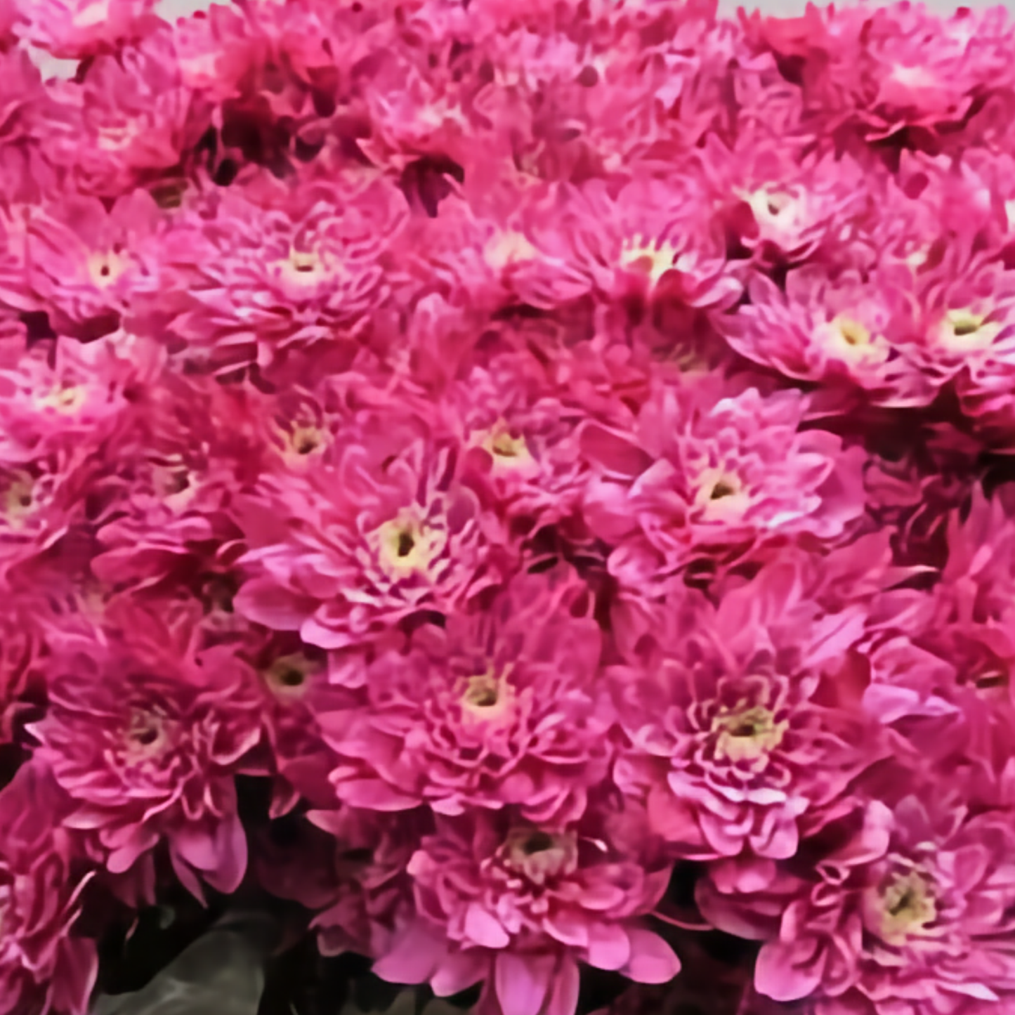 Chrysanthemum Spray Euro Dyed Light Red