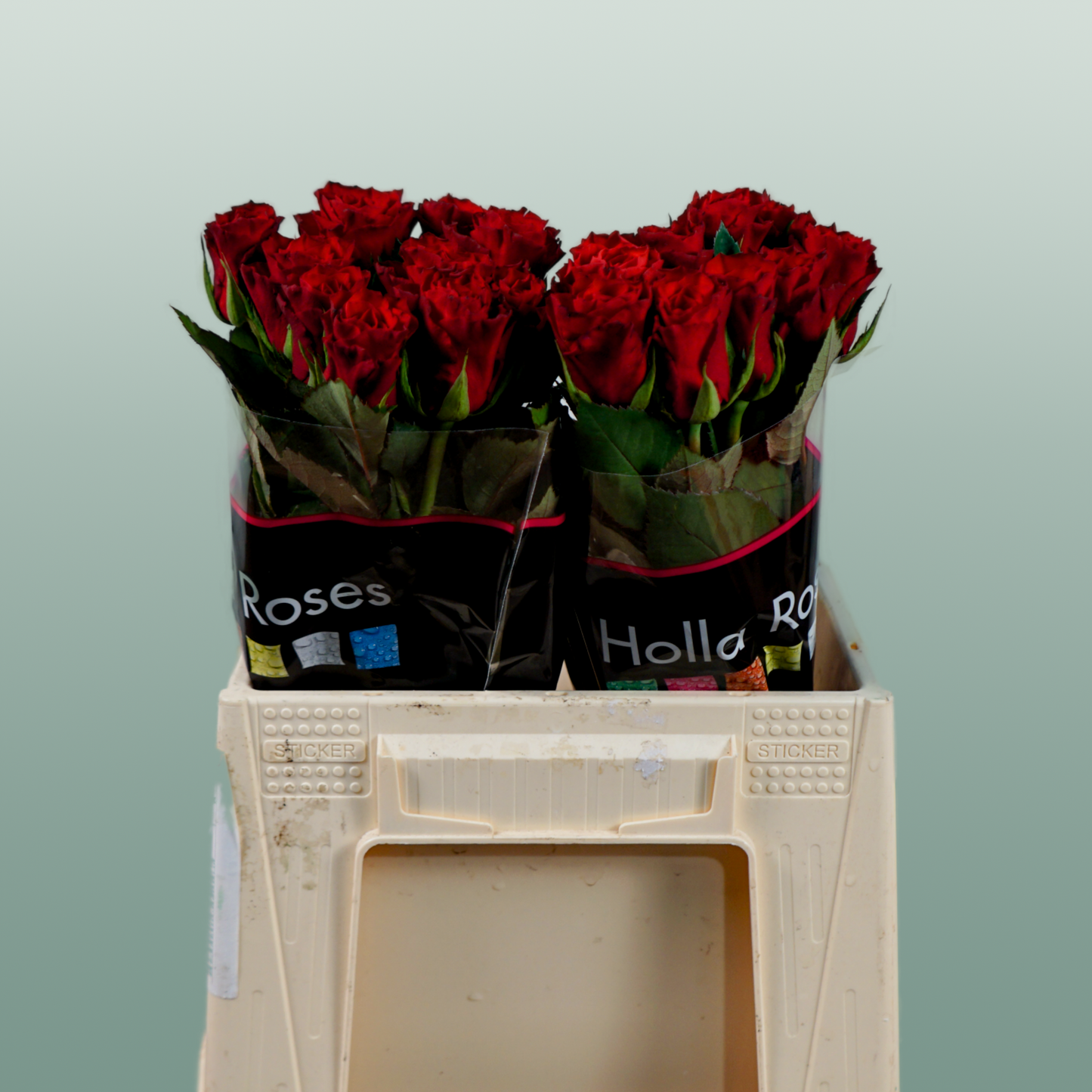 Rose - Rosa - Red Tacazzi+