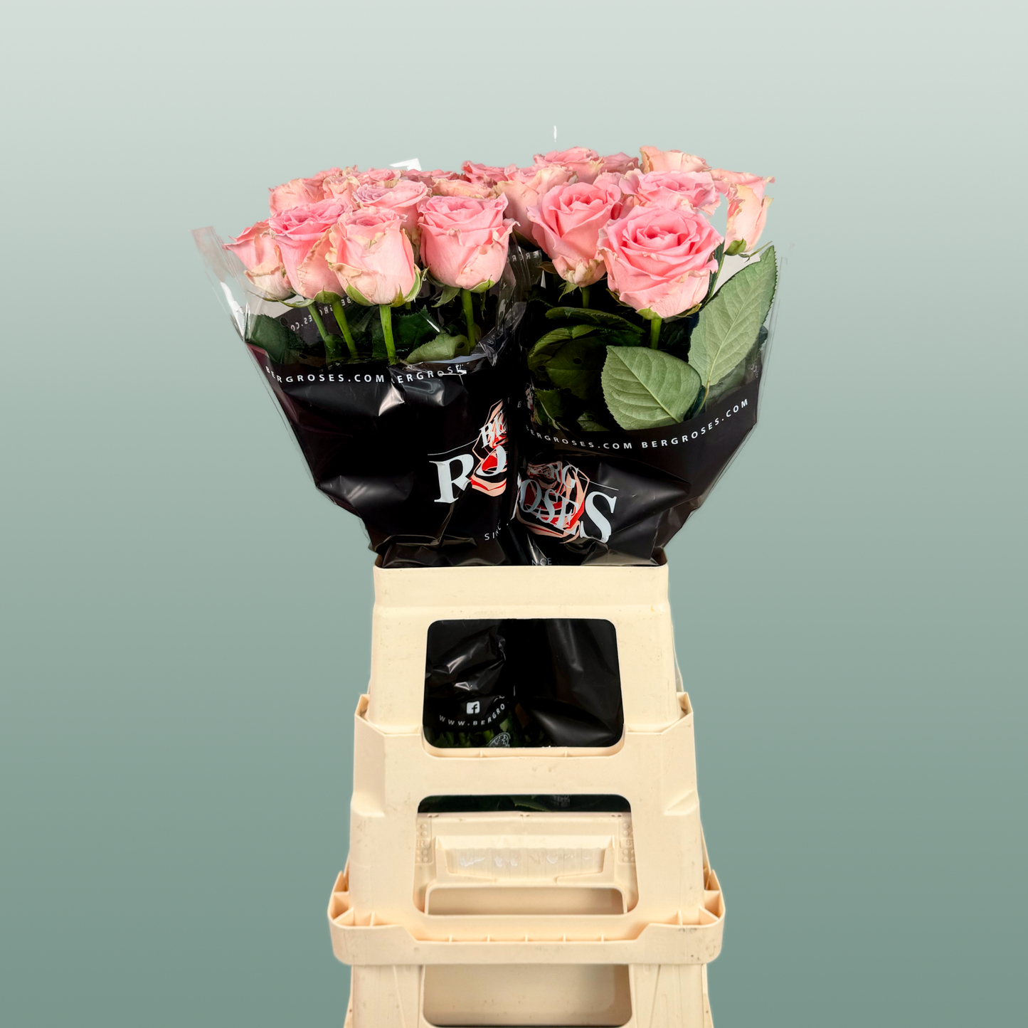 Rose Revival