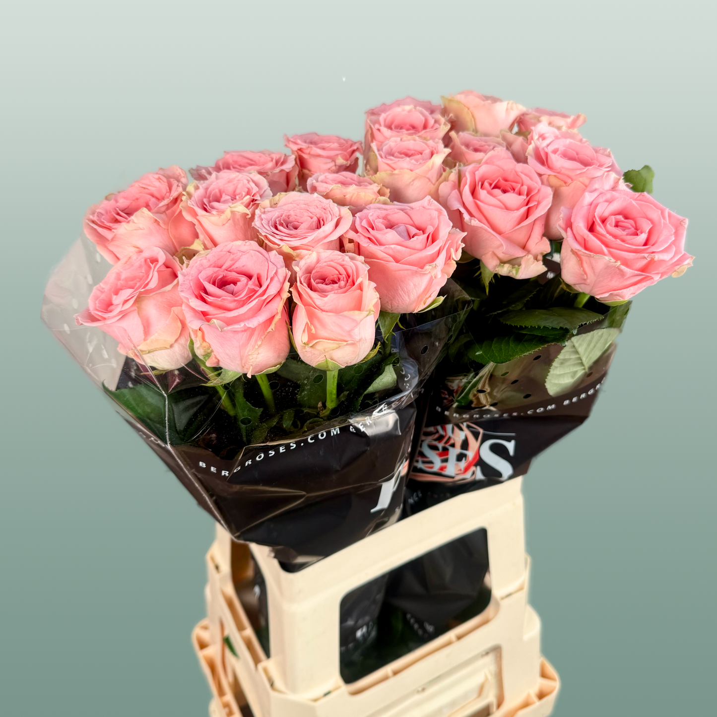 Rose Revival