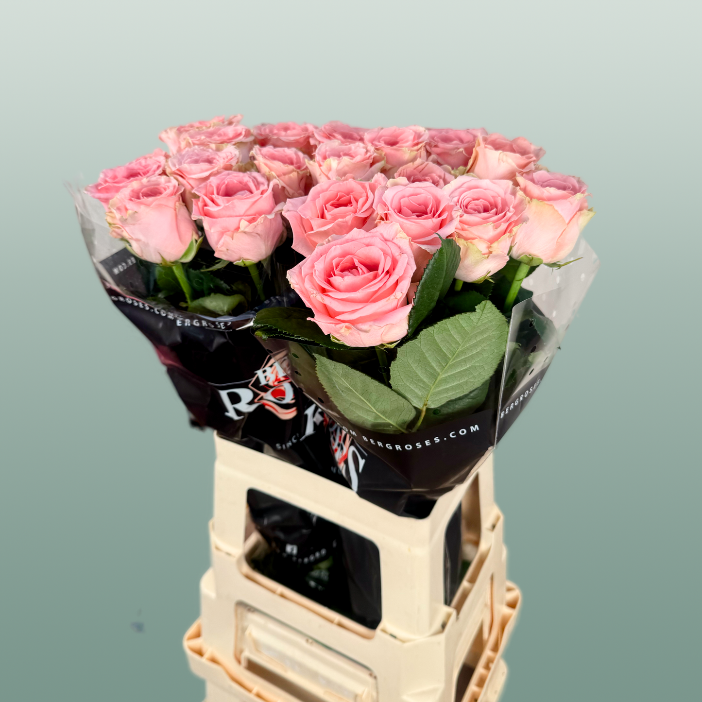 Rose Revival