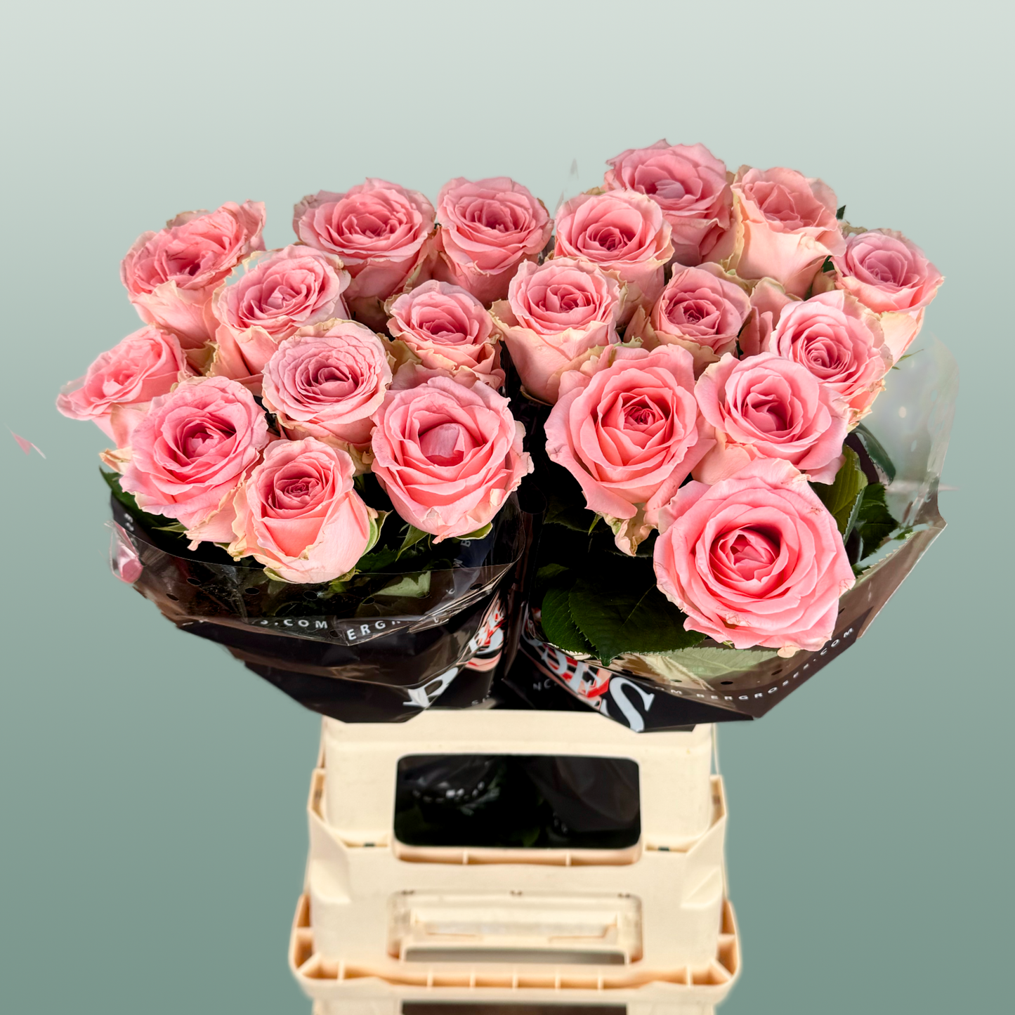 Rose Revival