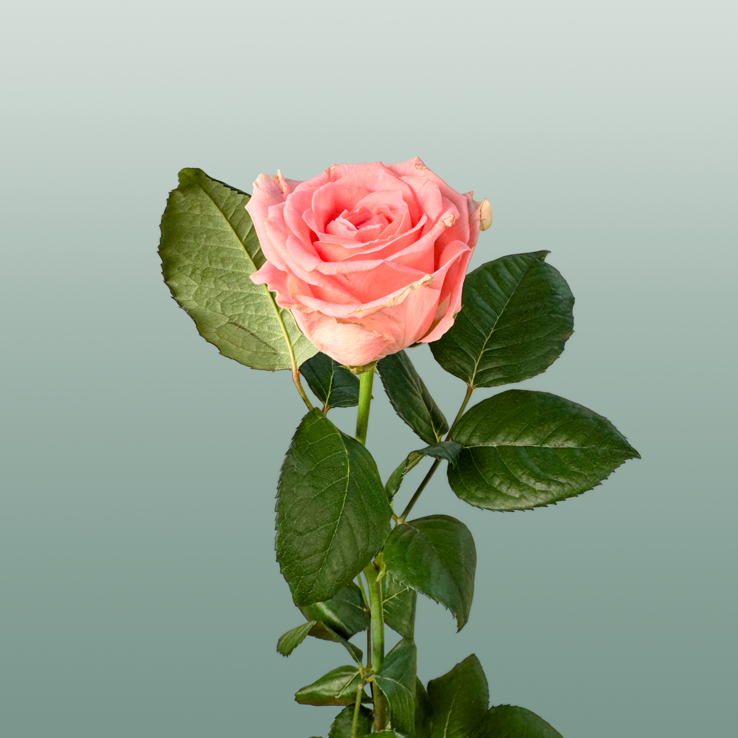 Rose Revival