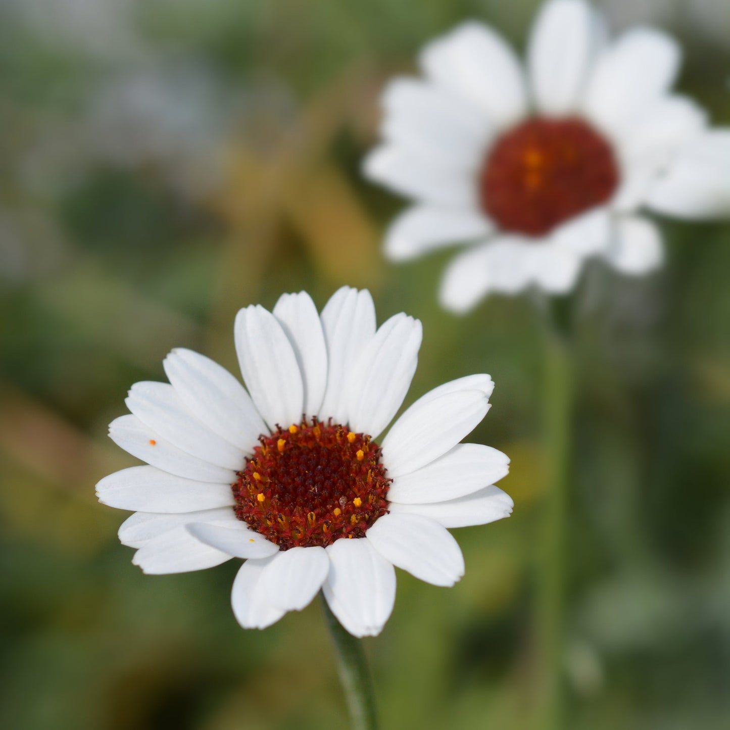 Rhodanthemum €˜Casablanca€™ 1.5L