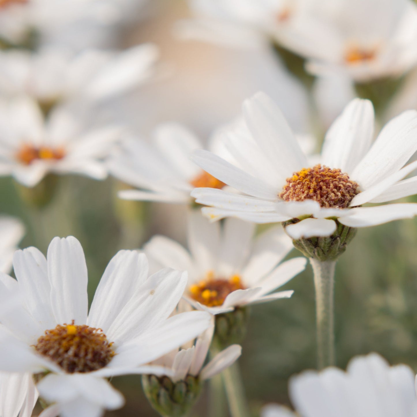 Rhodanthemum Marakesh 9cm