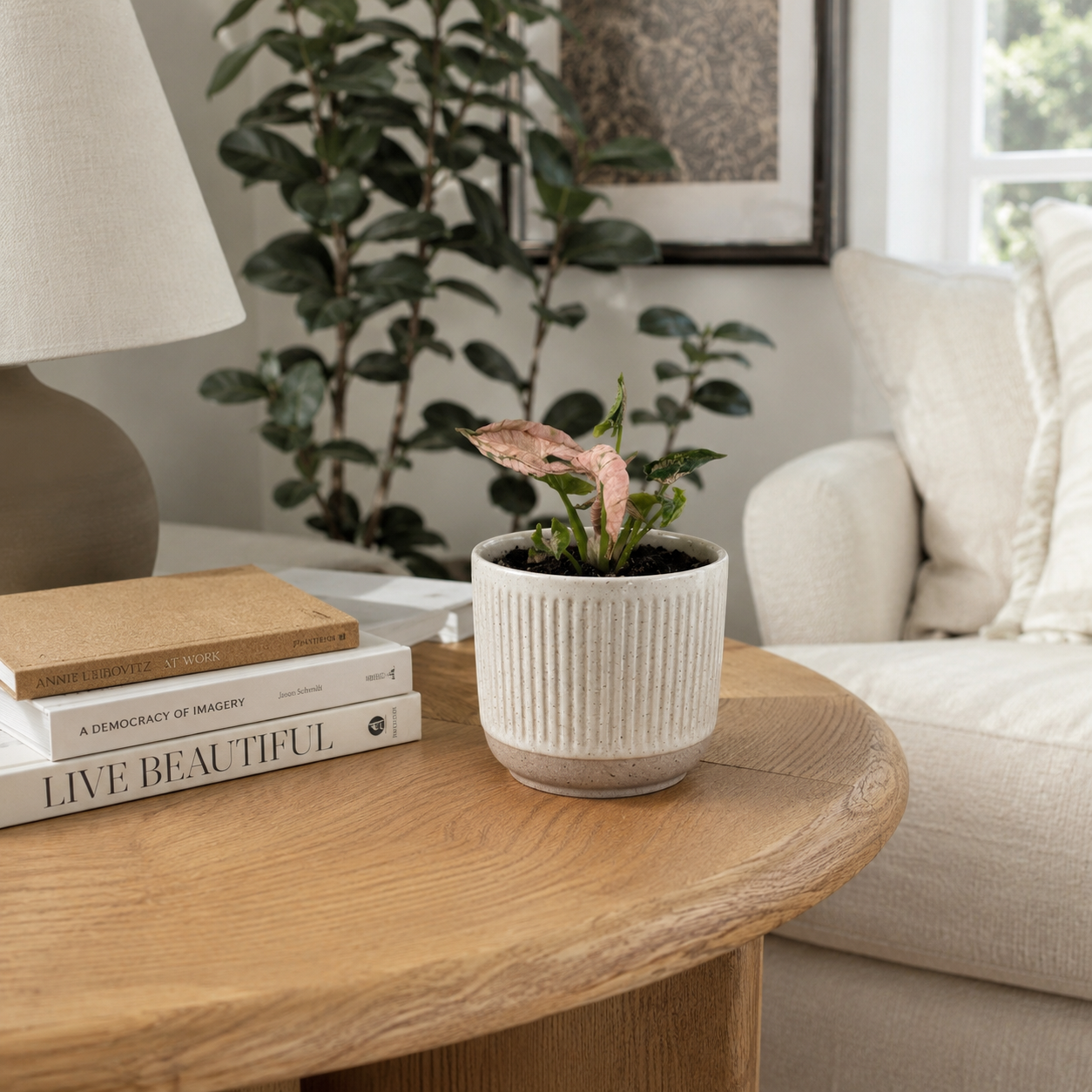 Syngonium Pink Rolli 9cm Houseplant
