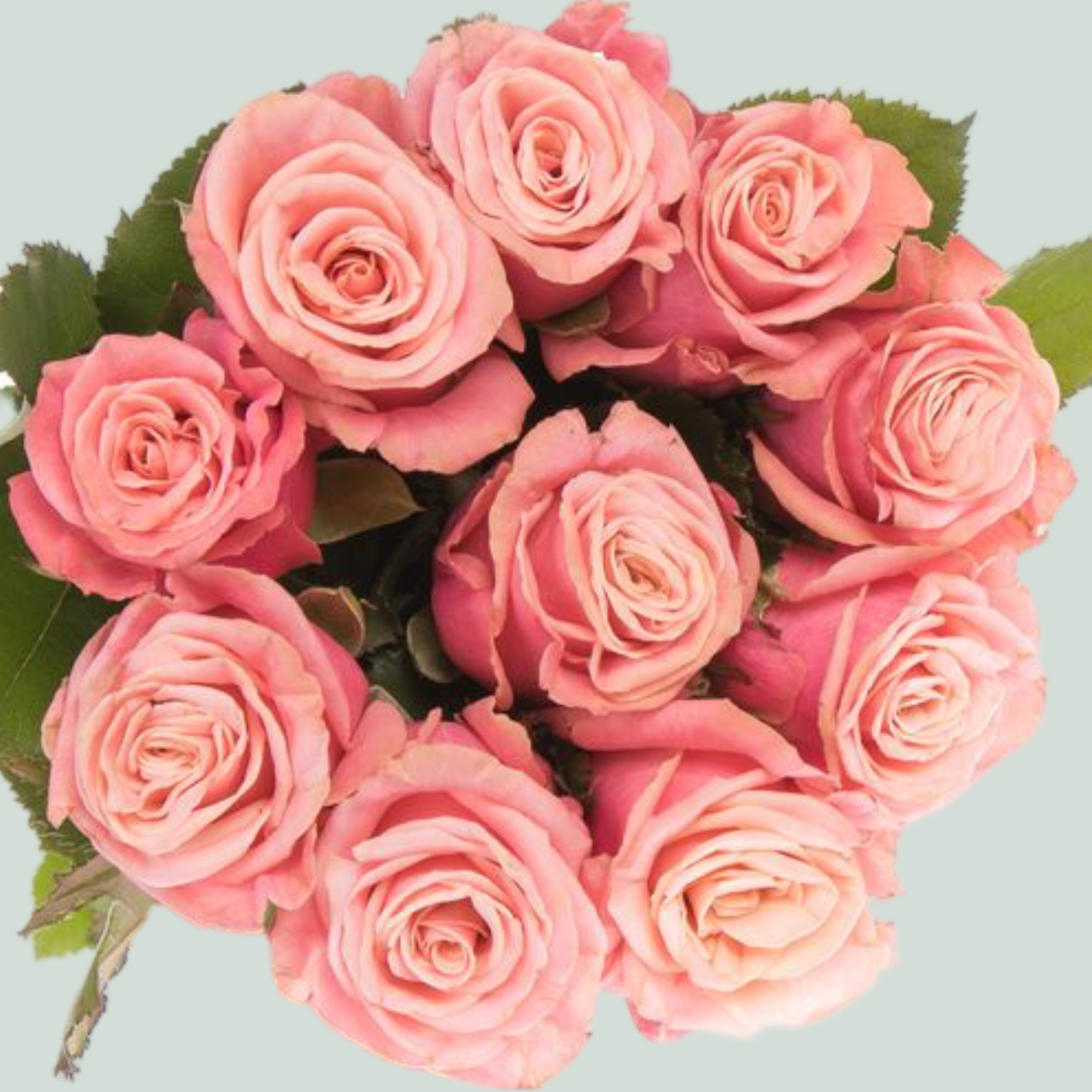 Rose - Rosa - Adele