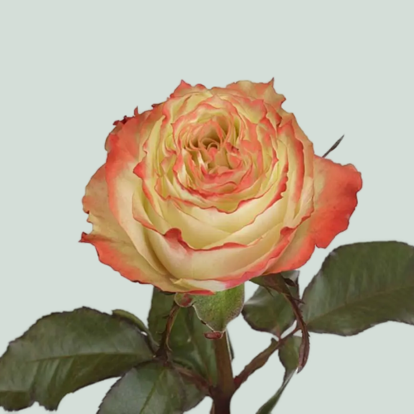Rose - Rosa - Adventure