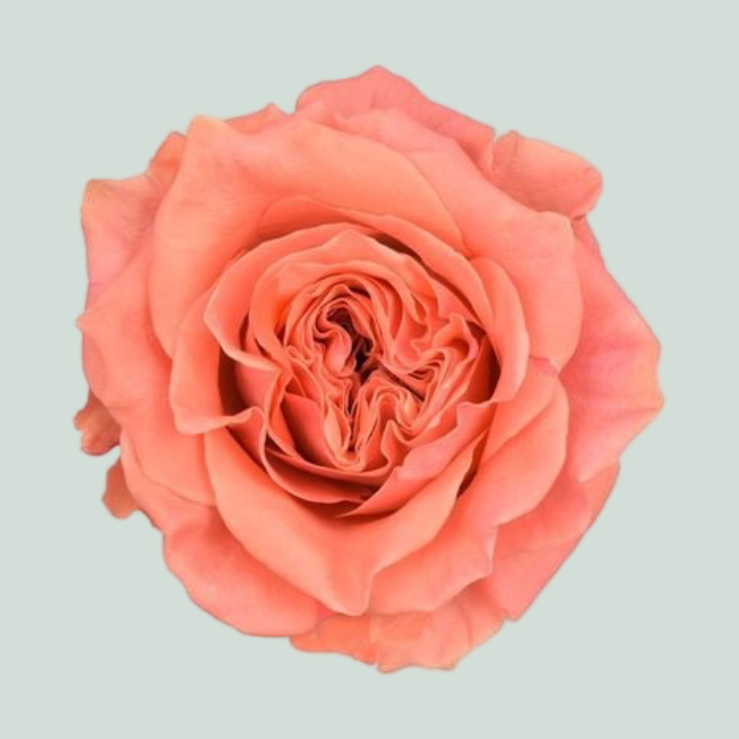 Rose - Rosa - Blushing Reeva