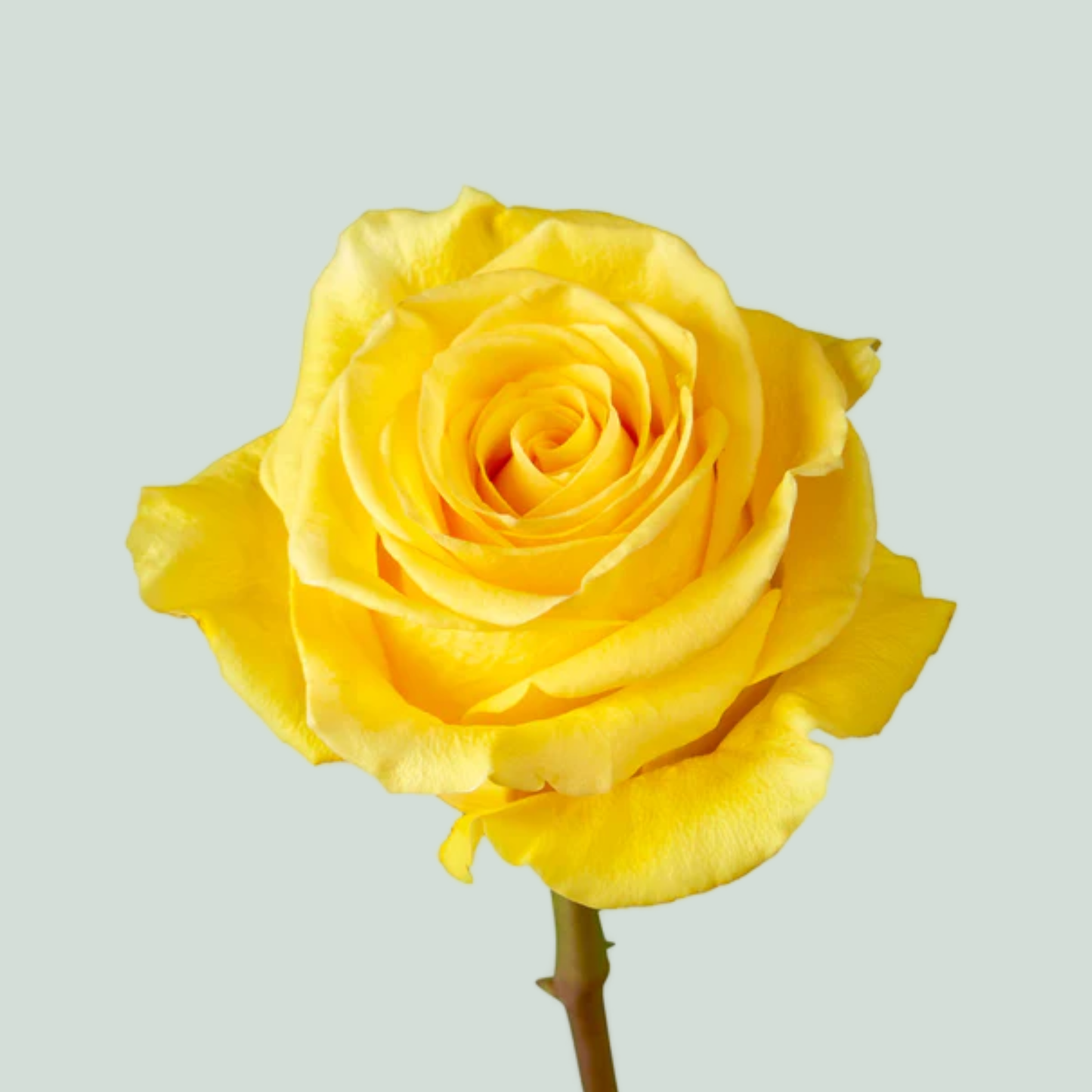 Rose - Rosa - Brighton