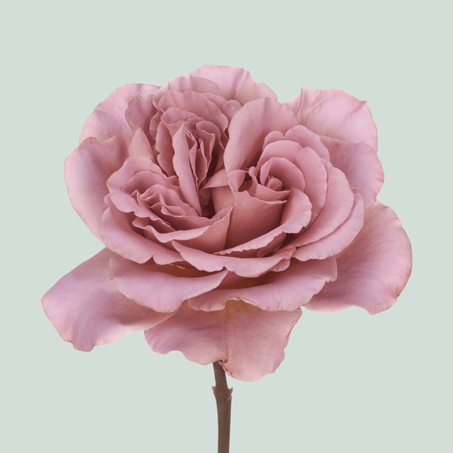 Rose - Rosa - Cafe Latte