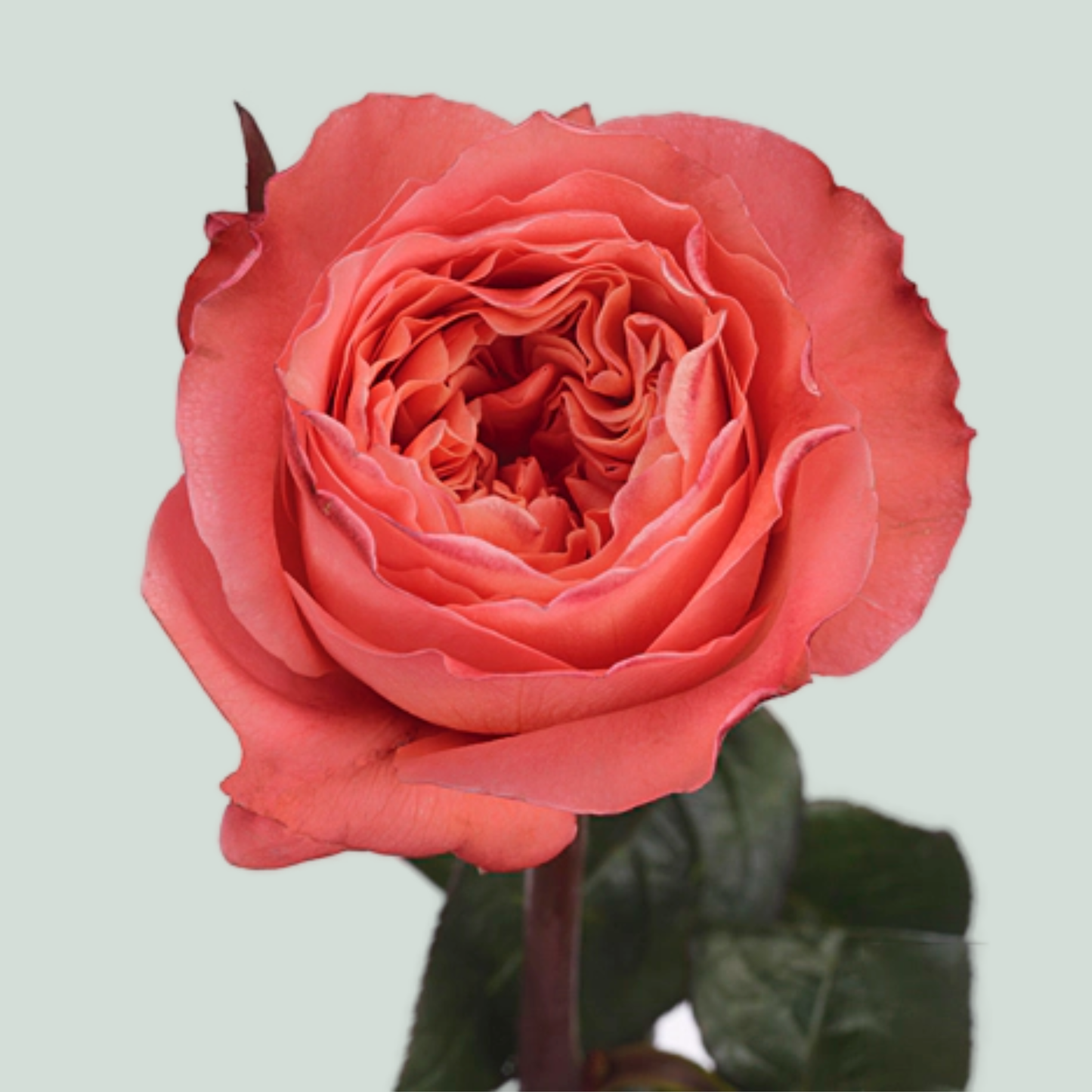 Rose Candy X-Pression (25 Stems)