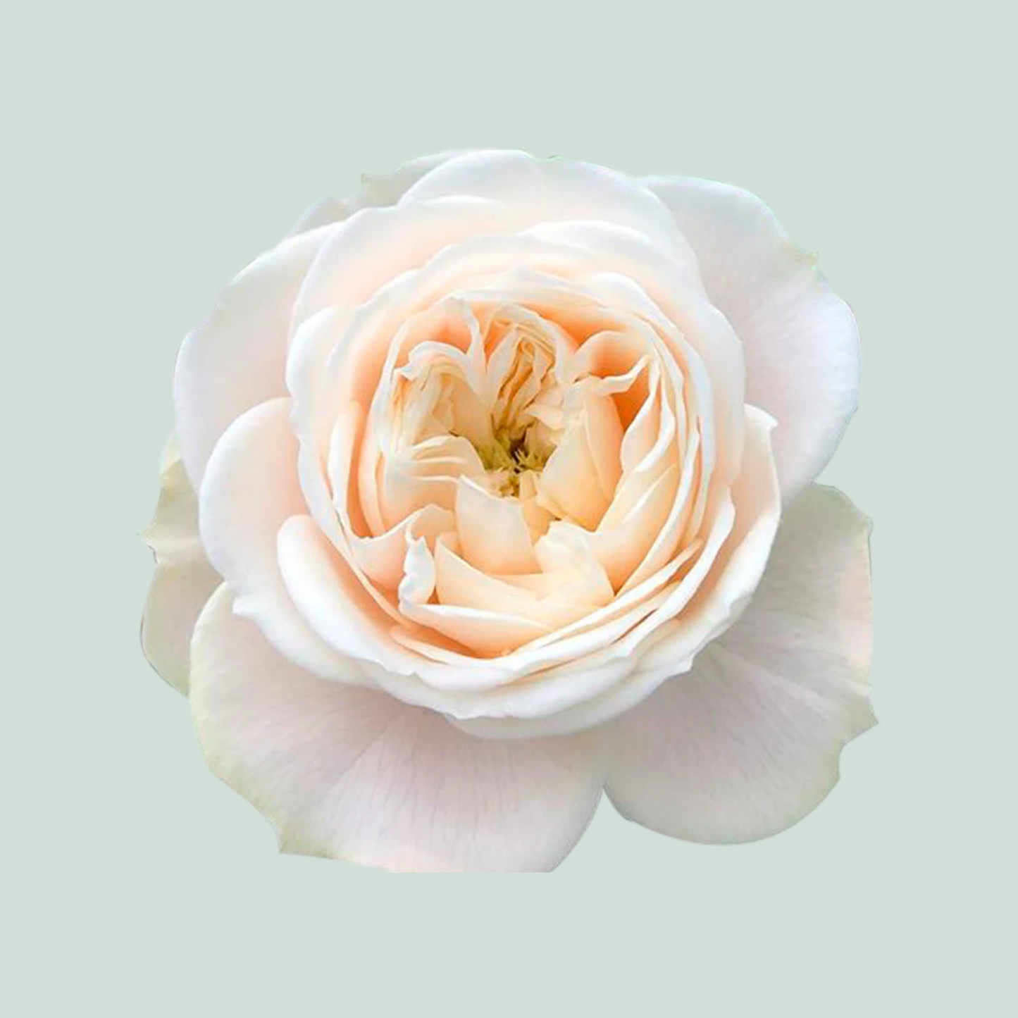 Rose - Rosa - Darlington