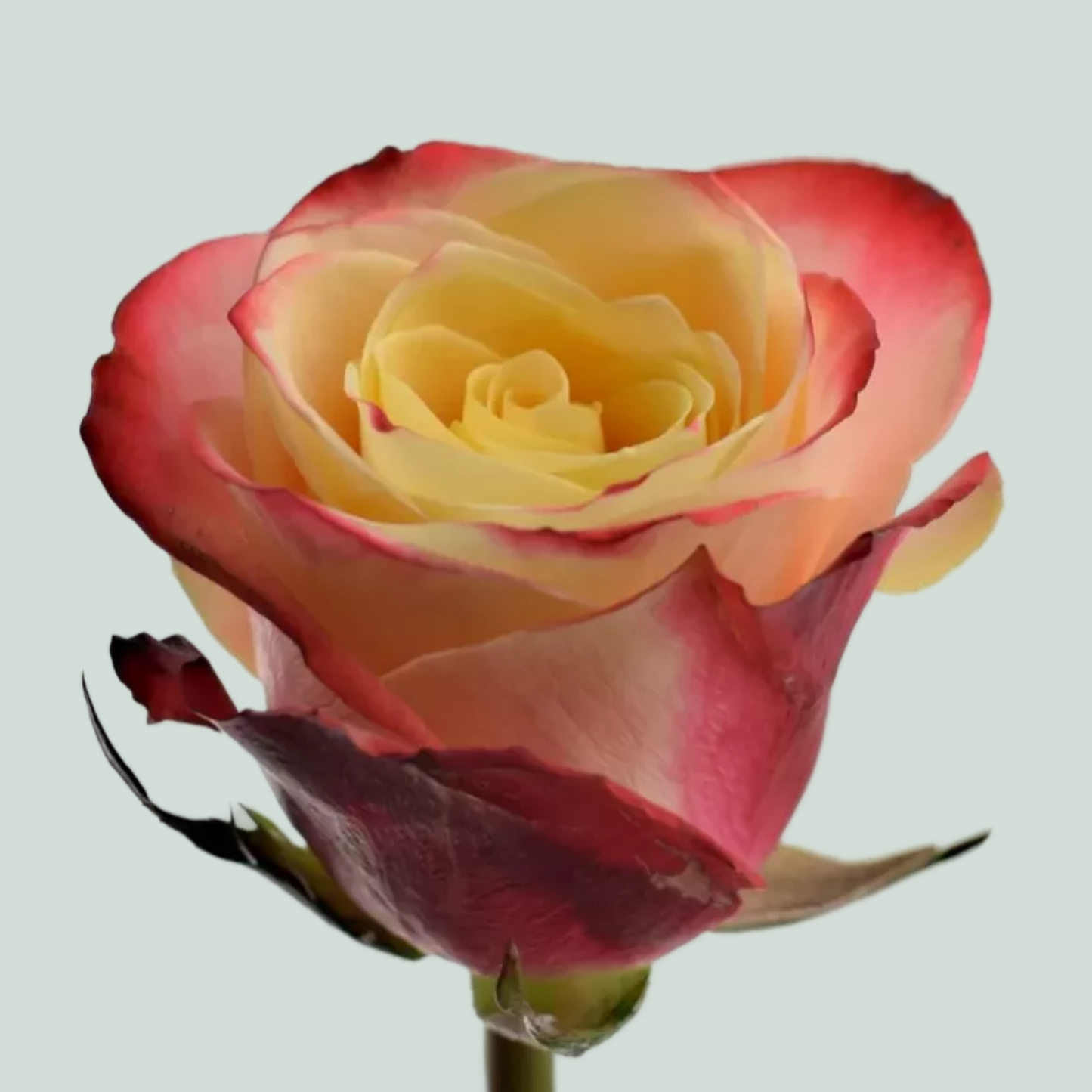 Rose - Rosa - Eagle Eye+