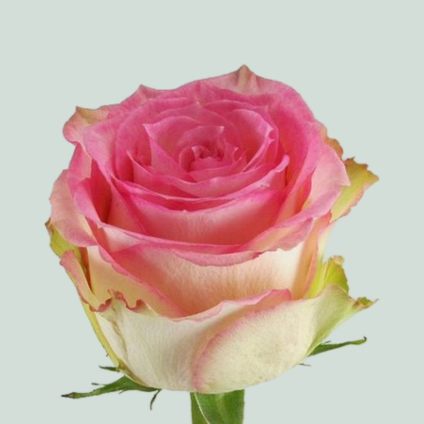 Rose - Rosa - Esperance