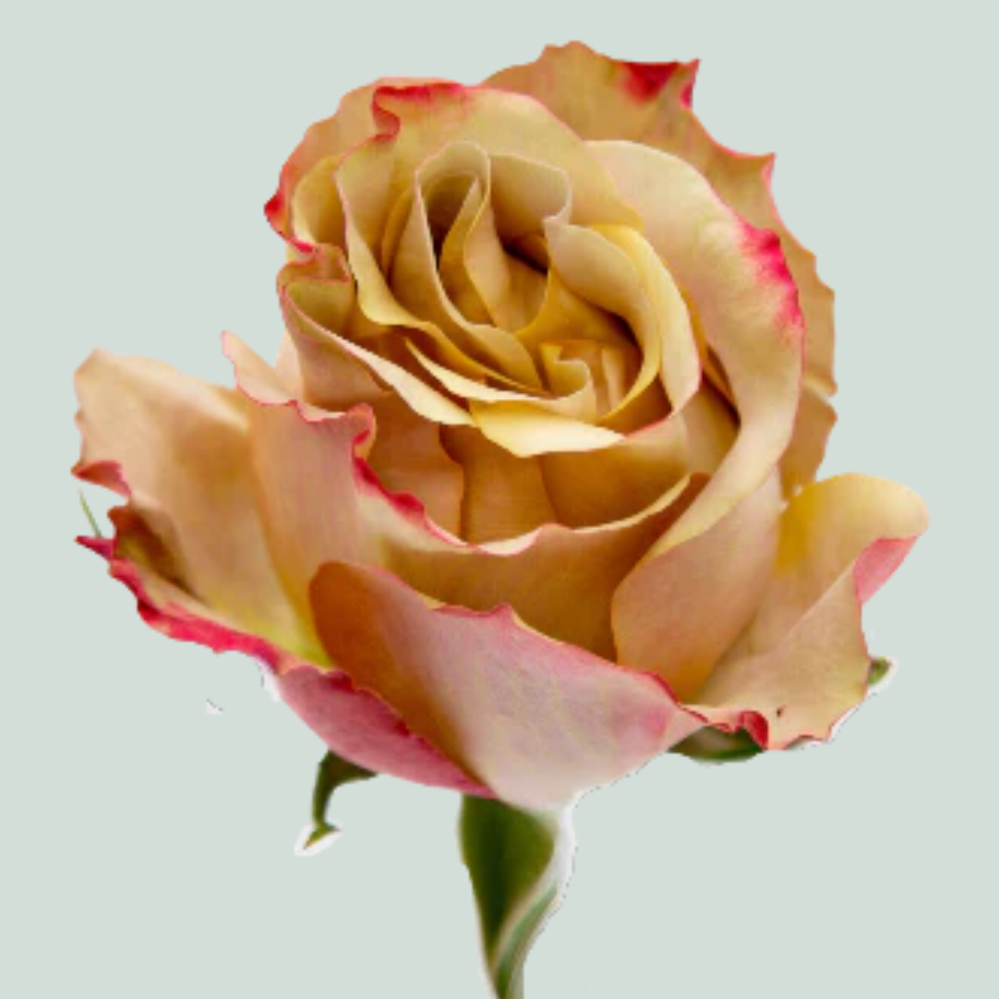 Rose Garden Honey Colorama (24 Stems)
