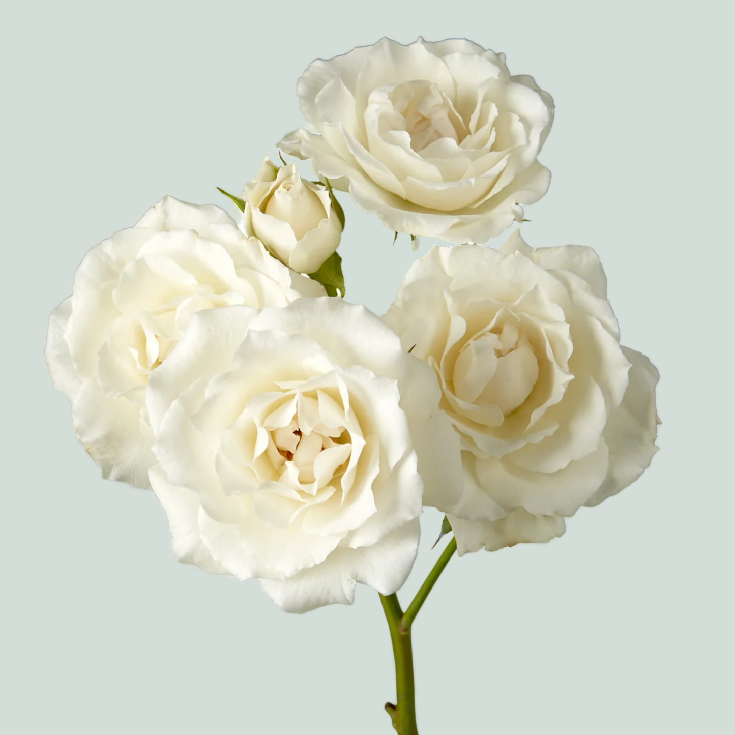 Spray Rose - Rosa - Haley