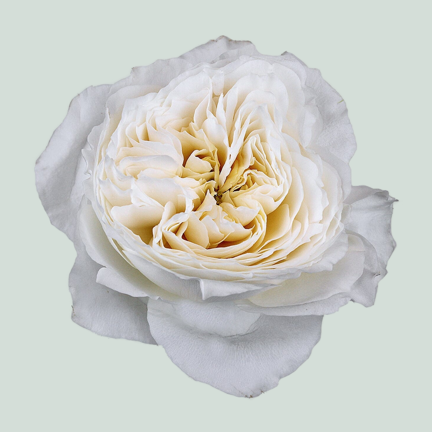 Rose Garden - Rosa - White Cloud