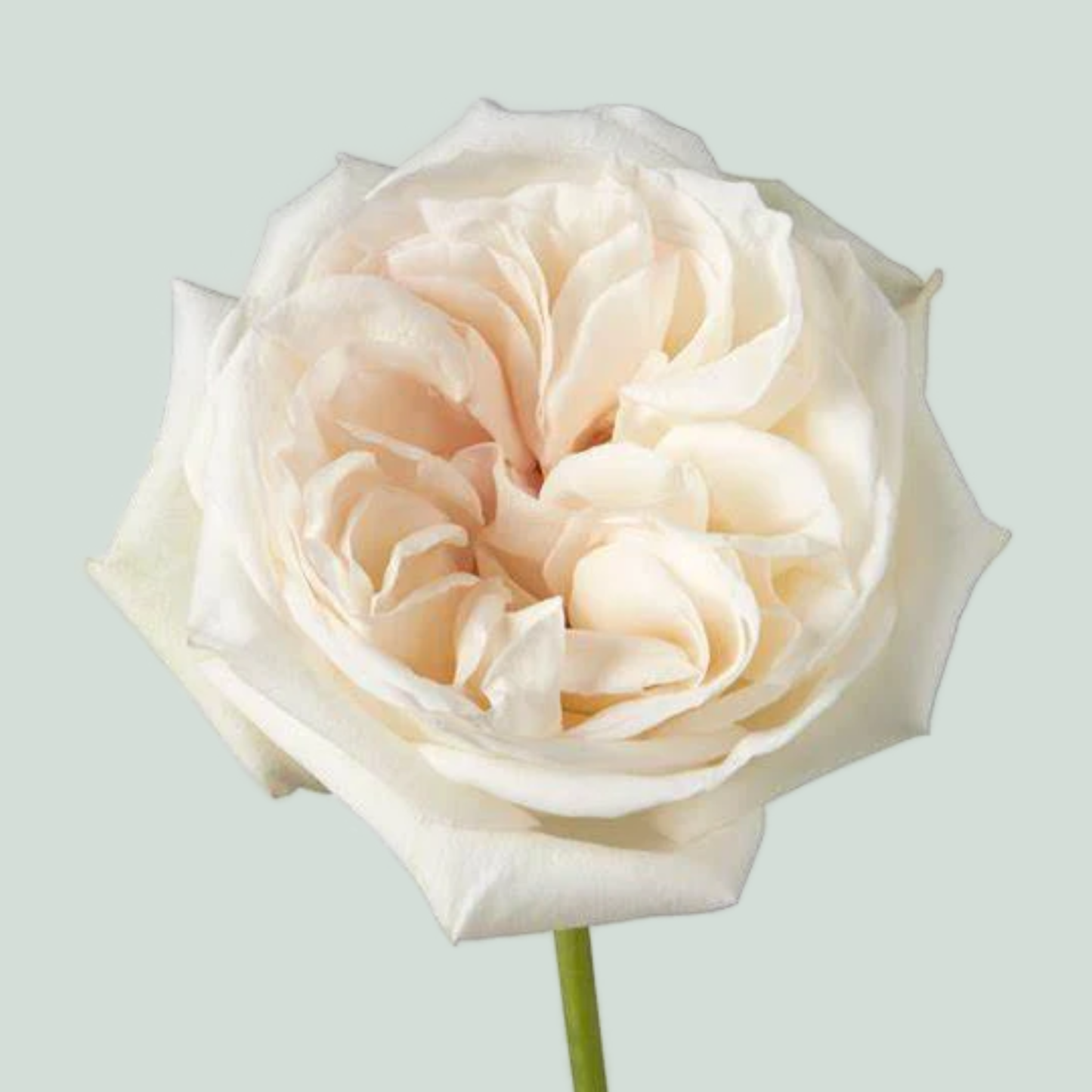 Garden Rose - Rosa - White O'Hara