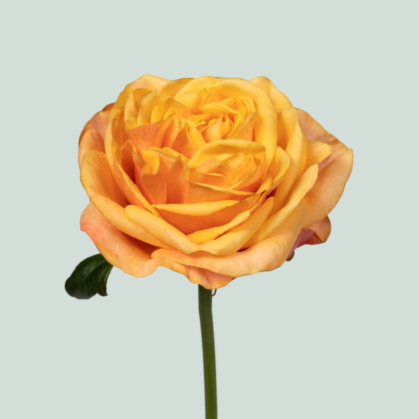 Rose - Rosa - Heliana Orange+