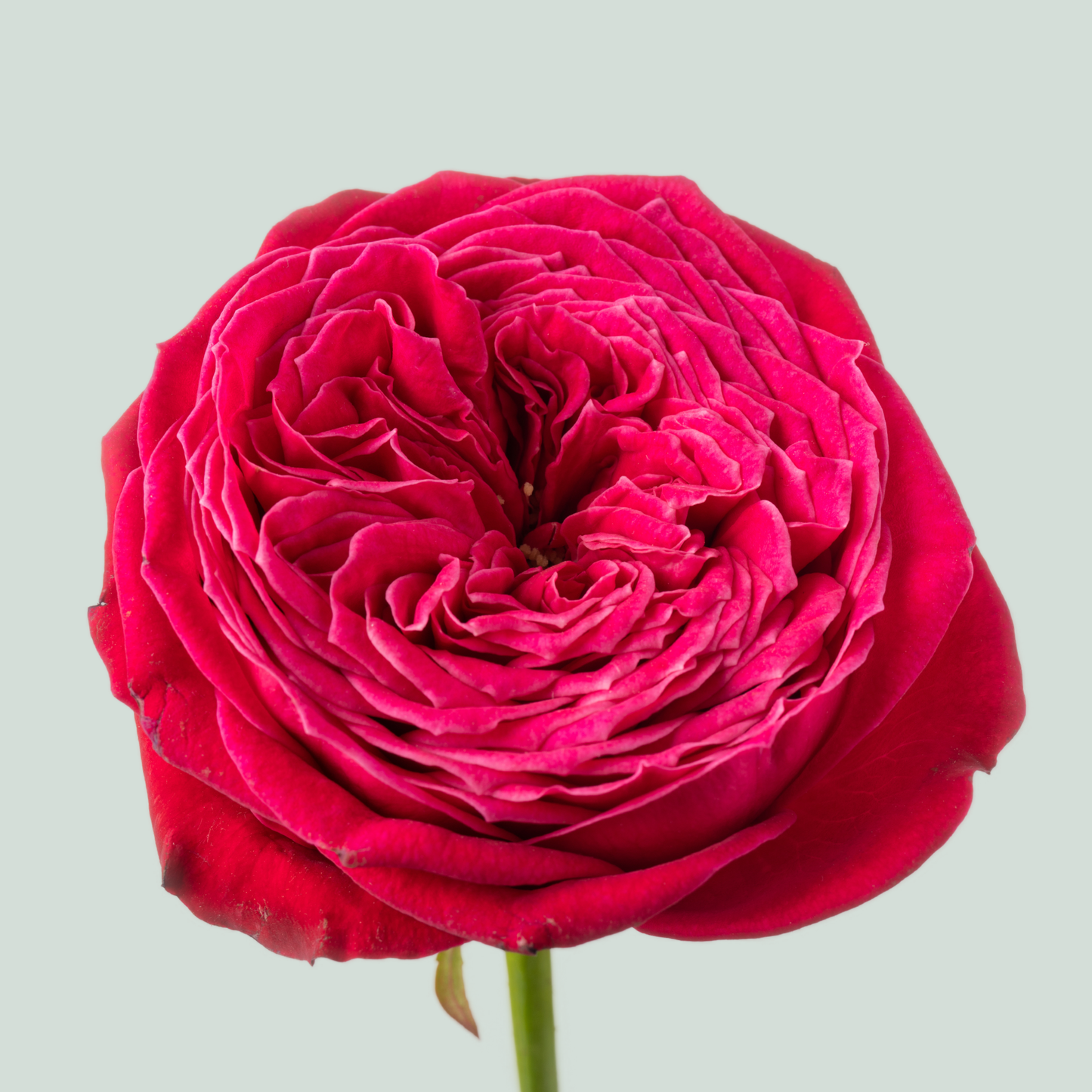 Rose - Rosa - Large Flowered