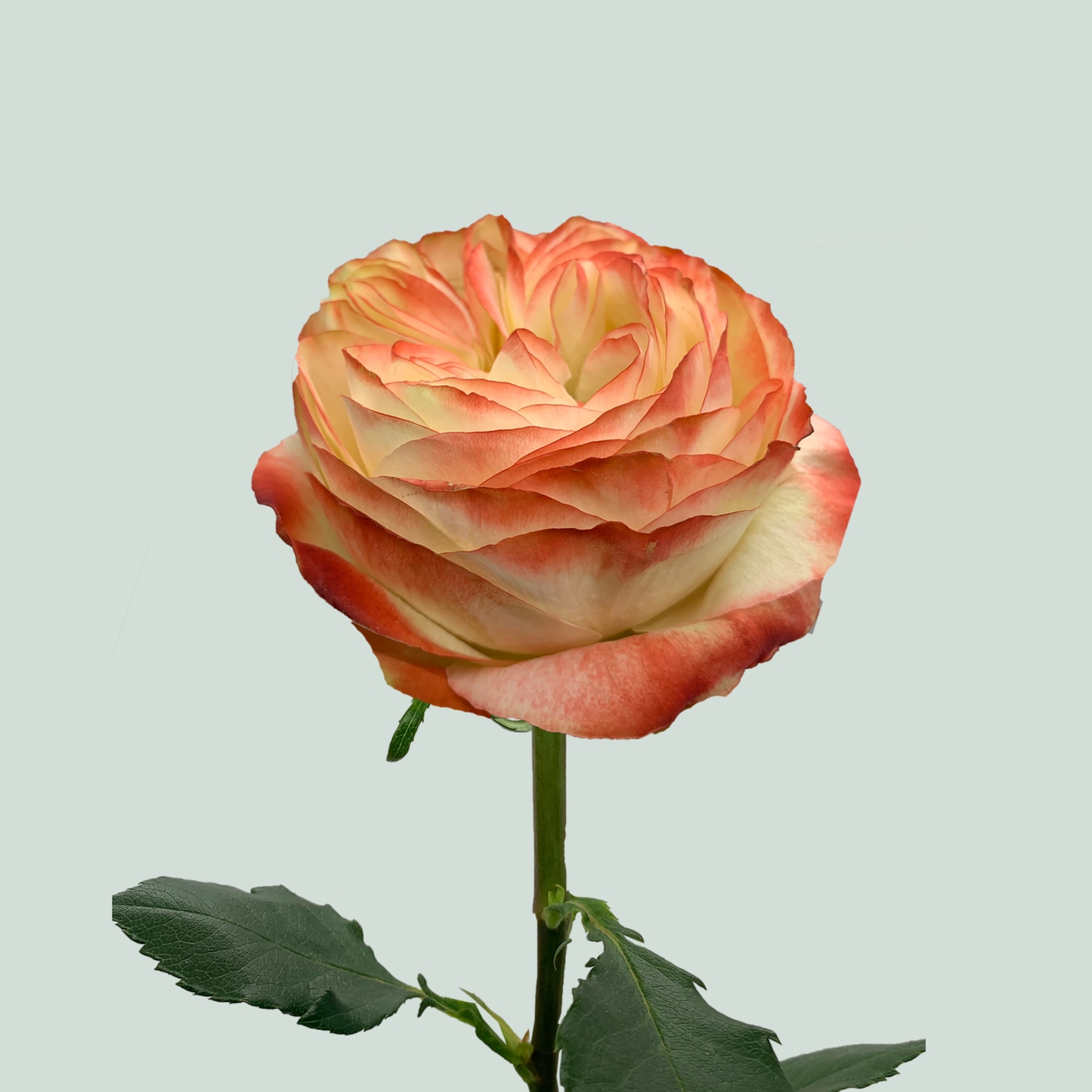 Rose - Rosa - Large Flowered